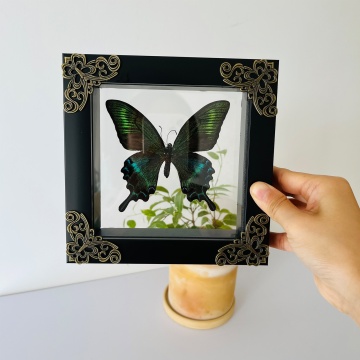 Insect Display Case: Butterfly Shadow Box with Top EVA Foam Pinning Kit