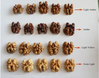 High Quality Dapao Walnuts