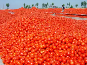 Diced Tomato with High Quality