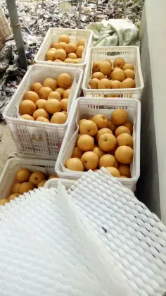 2018 Fresh Fengshui pear