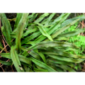 High Quality Mosla Cavaleriei Extract