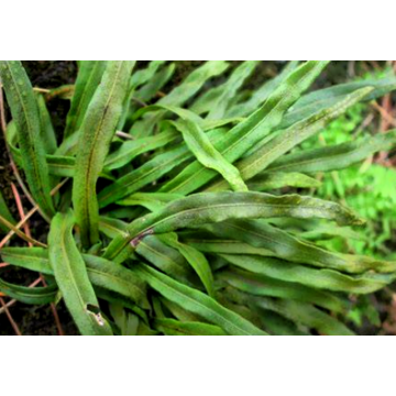 High Quality Mosla Cavaleriei Extract