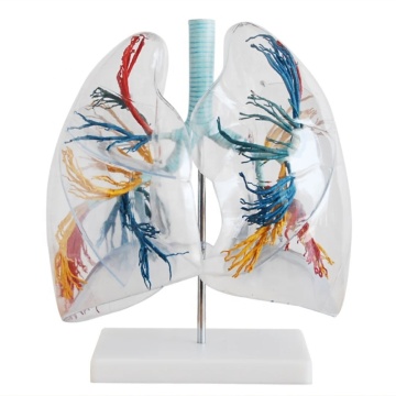 Modèle pulmonaire anatomique transparent Darhmmy avec arbre bronchique