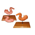 Anatomical model of horse stomach