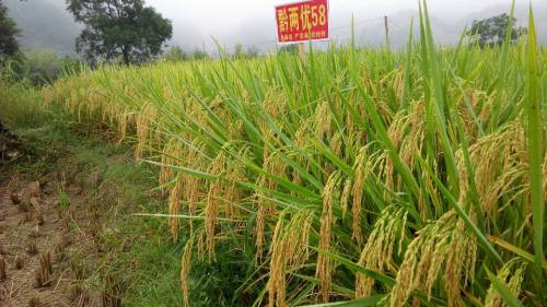Nasi bijirin panjang semulajadi berkualiti tinggi