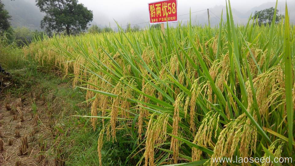 Good Price For Qianliangyou 58 Rice Seed