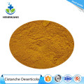 Buy online ingredients Cistanche Deserticola Extract Powder