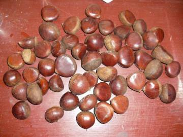 brown super sweet chestnut