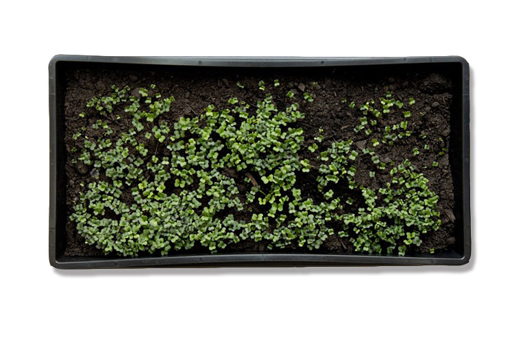 MicroGreens-tray-with holes-top