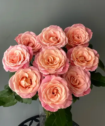 Miss Piggy Rose Single-Headed Flower for Special Occasions