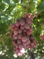 2019 новый урожай Синьцзян винограда с хорошей ценой