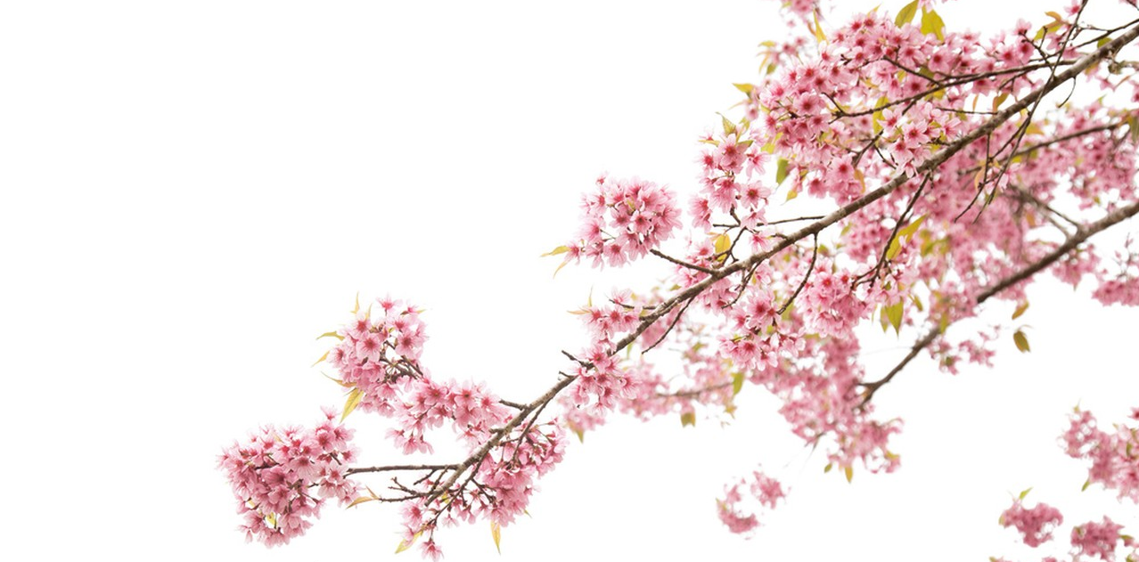 sakura powder