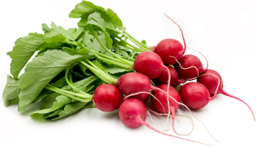 Fresh Radish for Salad Preparation