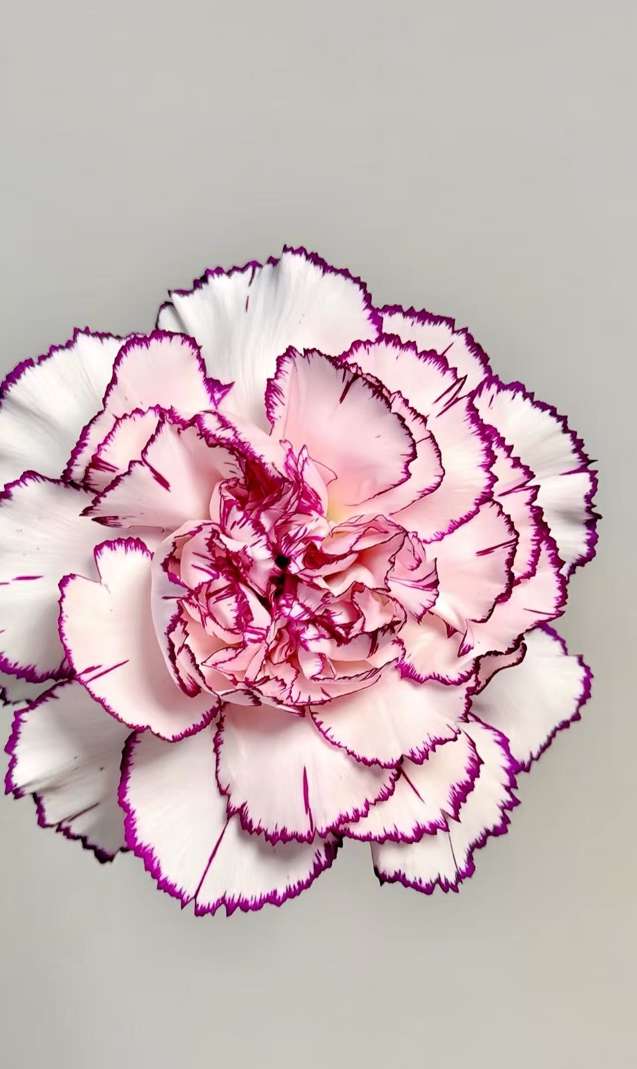 Single-headed carnation purple elf
