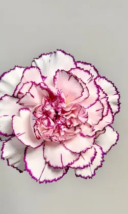 Single-headed carnation Purple elf