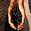 Extracto de bayas de acai natural 5%-70%antocianina