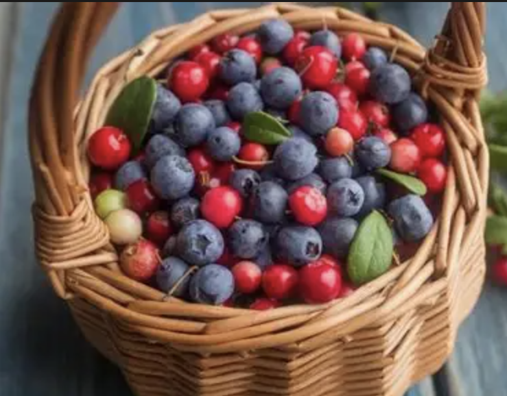 Bilberry Extract Supplier