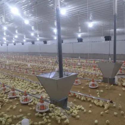 Poultry Machinery for Chicken Raising Equipment