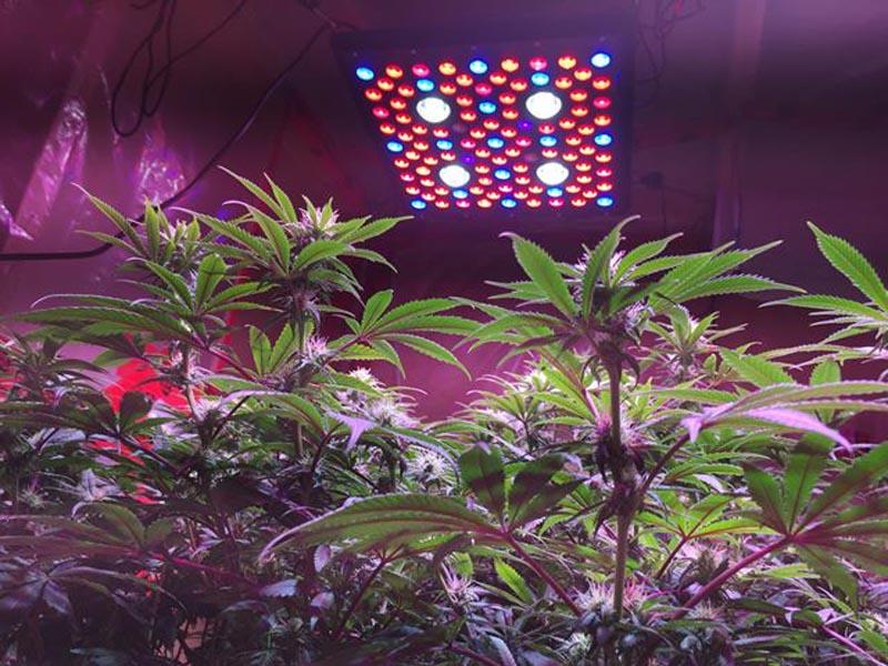 2000w grow light