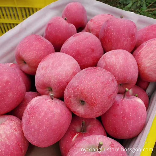 honey fuji apple stripped red apple golden apple