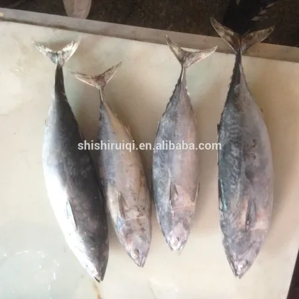 canned tuna ,bonito tuna