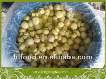 Yellow Mushroom Agaricus in Conserve in Drum