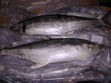 frozen tuna fish