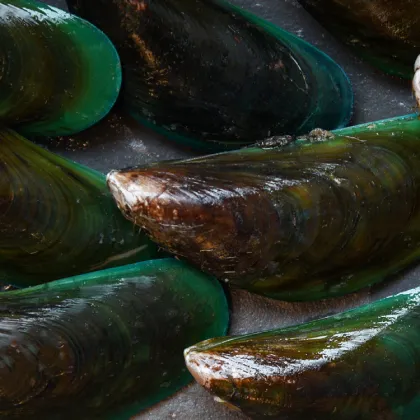 Green Mussel Powder bulk