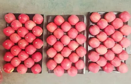 Red Lady Fresh Apples