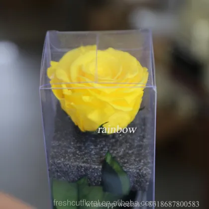 Wholesale 6-7cm Wide Red Fresh Preserved Rose Flowers