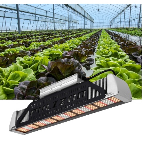 Phlizon Hot Sale Led Grow Light für Gewächshaus