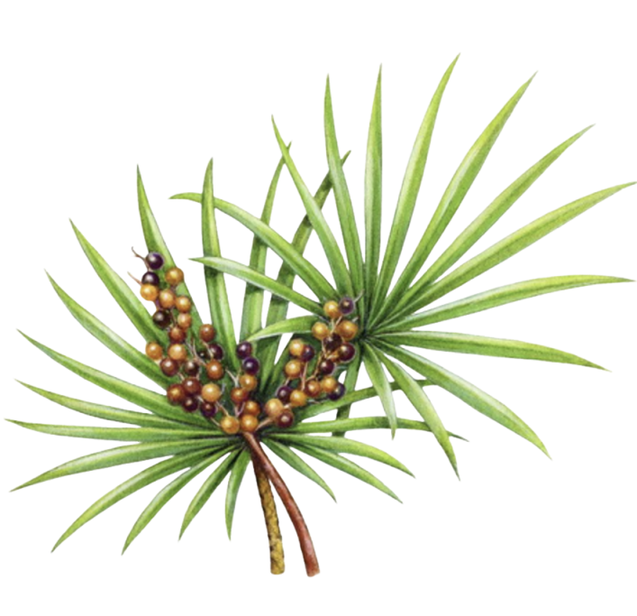 Serenoa Repens Extract Powder