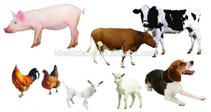 Lactobacillus for animal feed