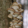 Hochwertiges weiß getrocknetes Pleurotus ostreatus Extraktpulver