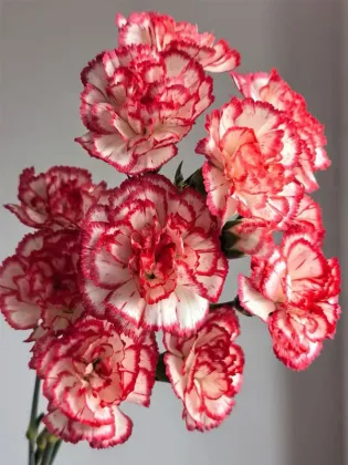 Dance tune spray carnation