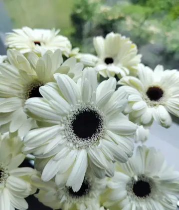 Standard chrysanthemum Snoopy Gerbera