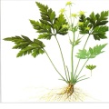 /msite/products/detail/productid/56698053/id/540752.html