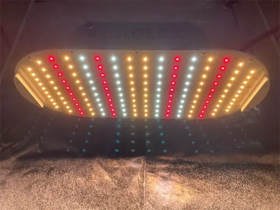 Quantum Board Grow Light for Greenhouse Plants Growth