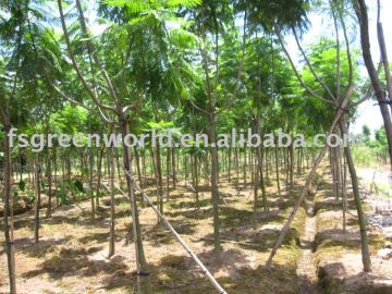 Jacaranda acutifolia nursery land