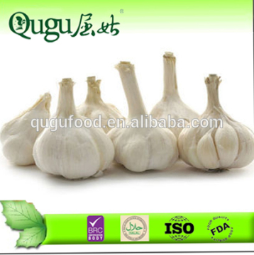 2014 new crop fresh garlic
