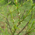 essential pine oil in wholesale