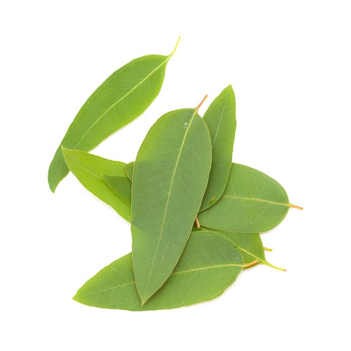 wholesale price organic eucalyptus globulus oil