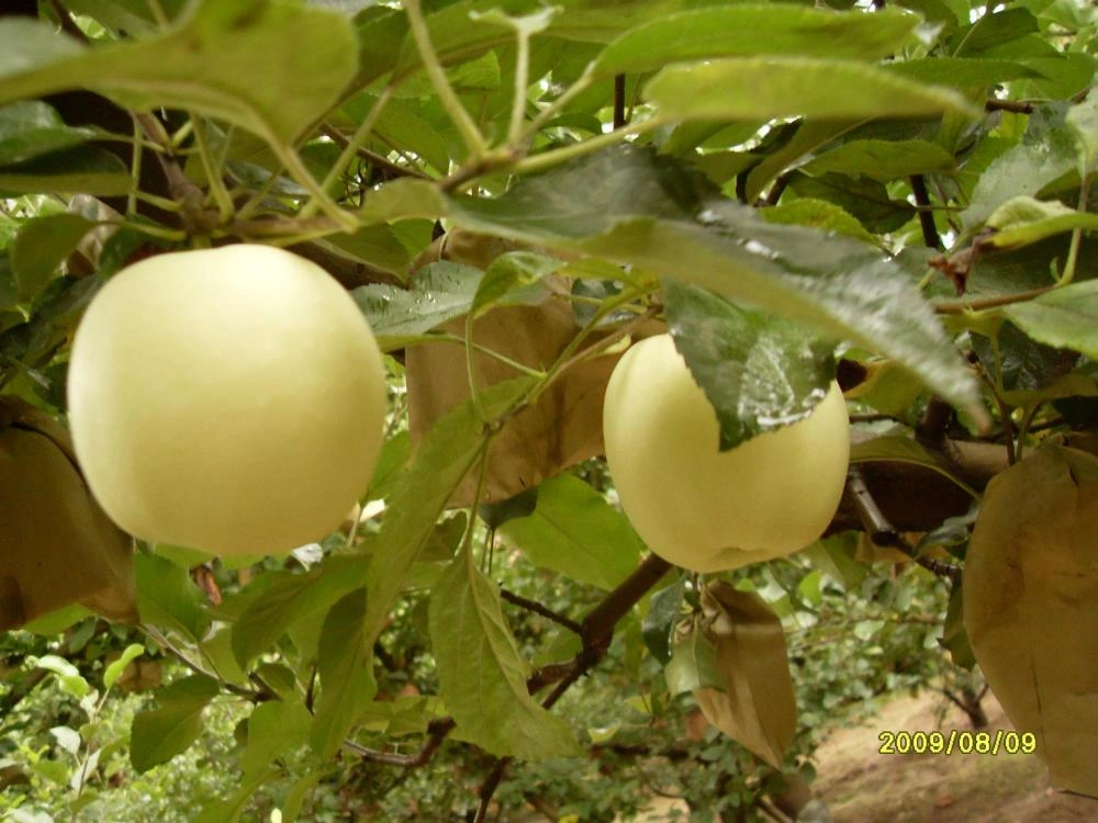 Bagged Golden delicious apple Manufacturers Suppliers in China