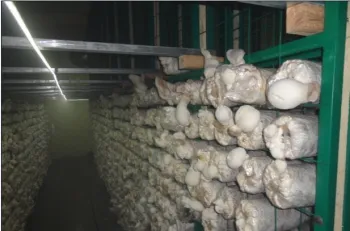mushroom mesh
