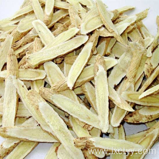 astragalus membranaceus tea root