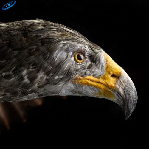 Tema Animatronik Hewan Kebun Binatang Satwa Liar