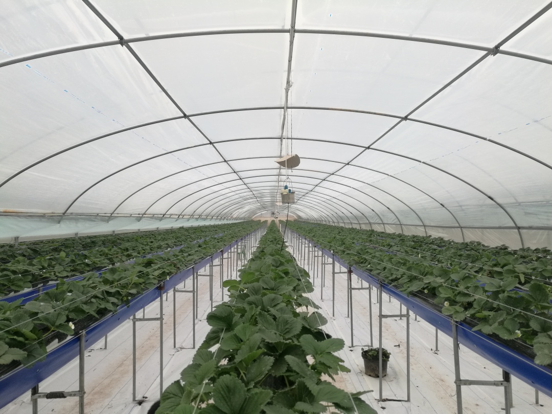 7 greenhouse film anti-chemical