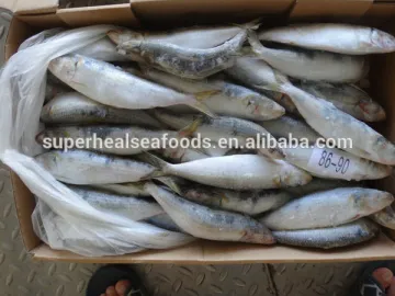 Frozen Sardine for Bait