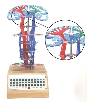 Central nervous conduction electric model