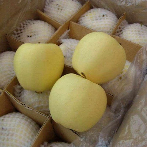 Yellow Apples, Fresh Fruits - China Yellow Apples, Golden